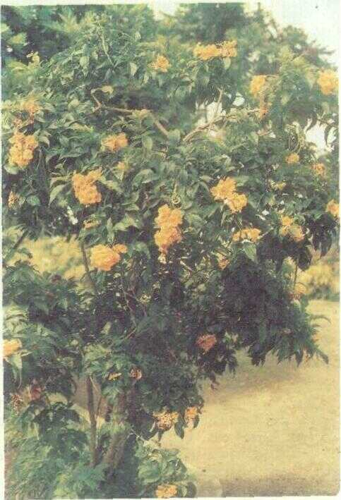 Kembang Kuning (Cassia surattensis Burm. f.)