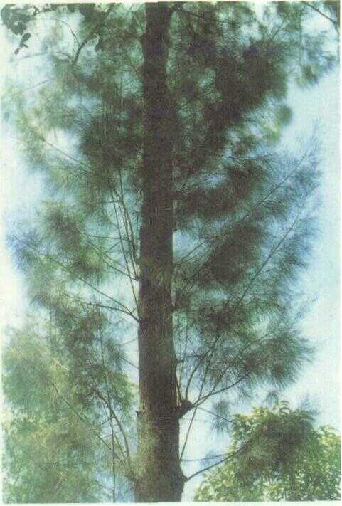 Cemara Laut (Casuarina equisetifolia L.)