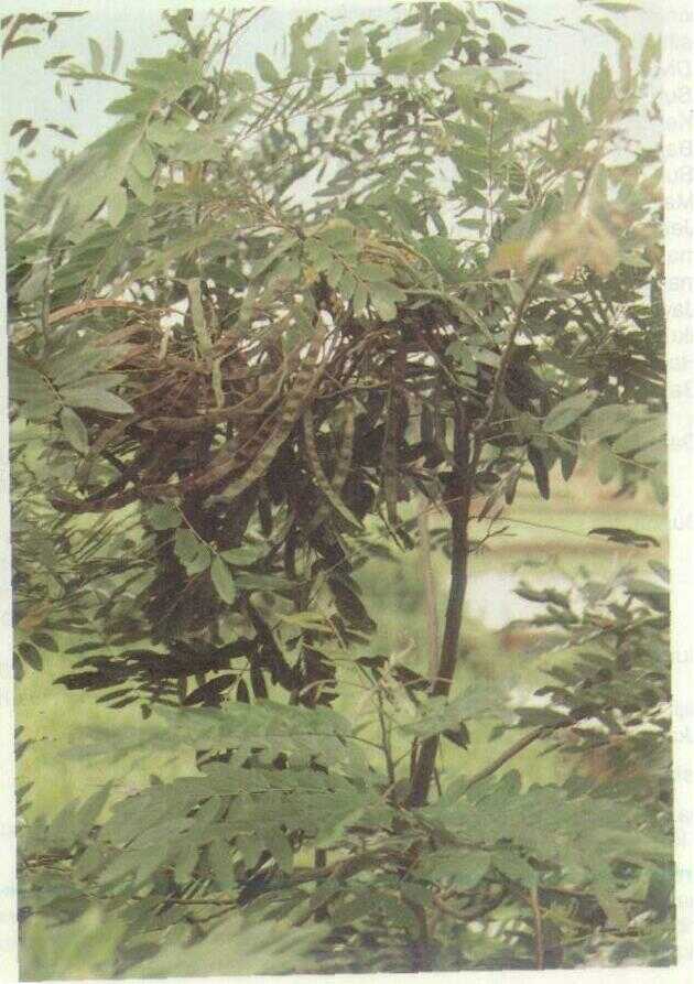 Menting (Cassia occidentalis L.)