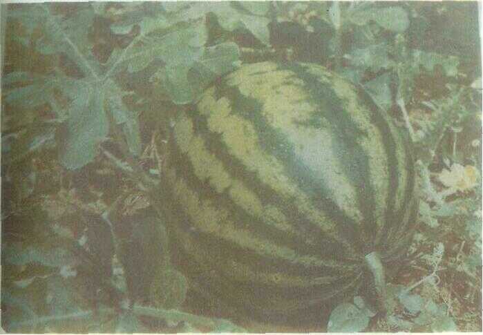 Semangka (Citrullus vulgaris Schrad.)