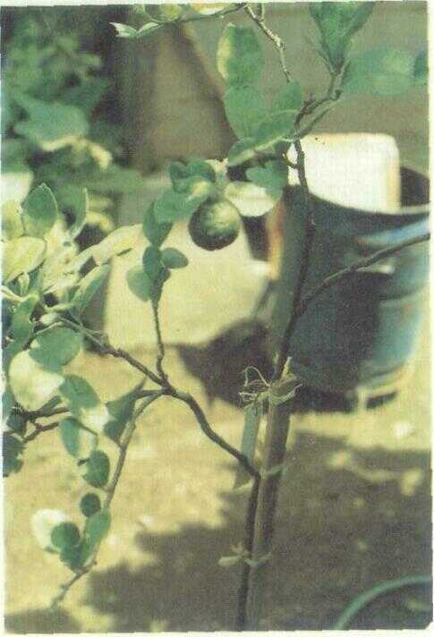 Jeruk Purut (Citrus hystrix DC.)