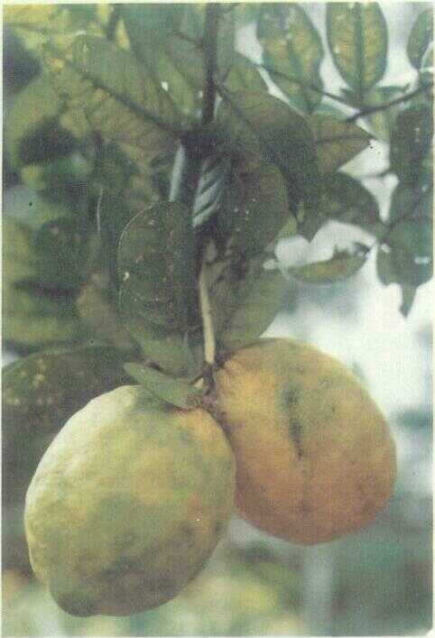 Jeruk Sitrun / Sitrun (Citrus medica L.)