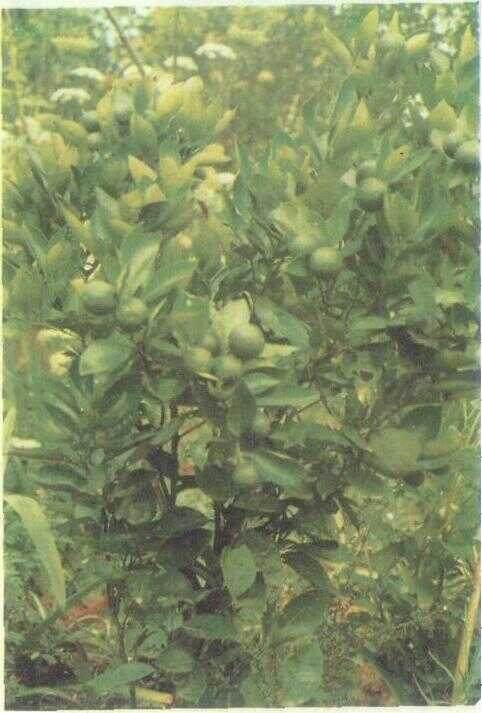 Jeruk Keprok / Jeruk Jepun (Citrus nobilis Lour.)