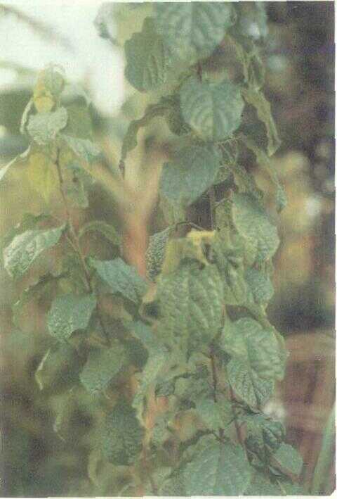 Kapitatum (Clerodendron capitatum Schum. & Thou.)