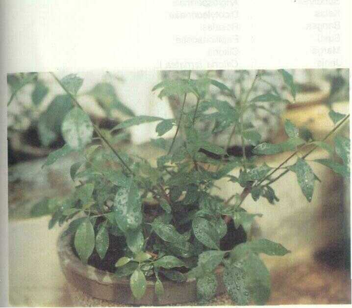 Gambir Laut (Clerodendron inerme (L.) Gaertn.)