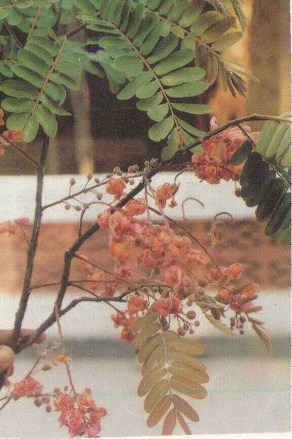 Johar (Cassia siamea Lamk.)