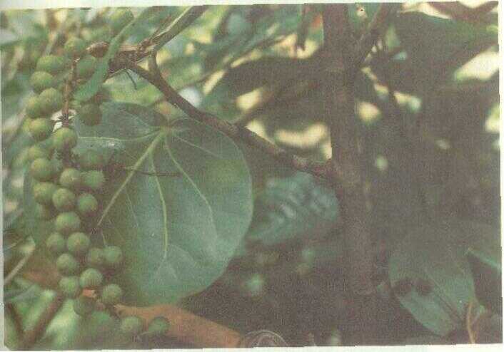 Anggur Laut (Coccoloba uvifera L.)