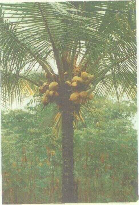 Kelapa (Cocos nucifera L.)