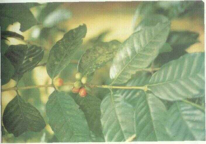Kopi (Coffea arabica L.)
