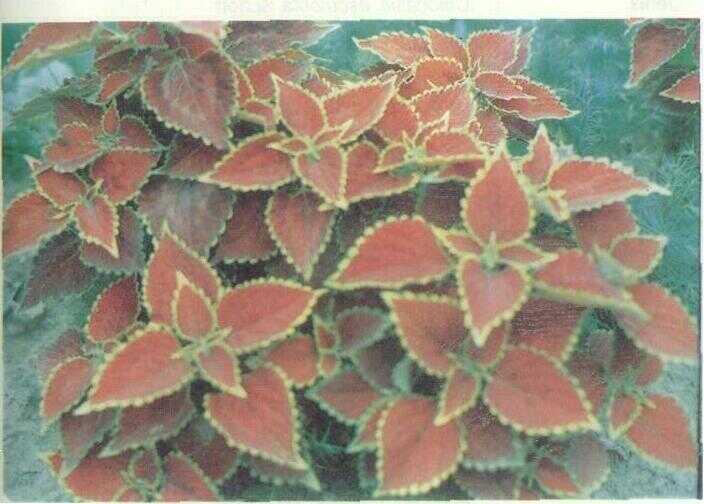 Jawer Kotok / Miana (Coleus blumei Benth.)