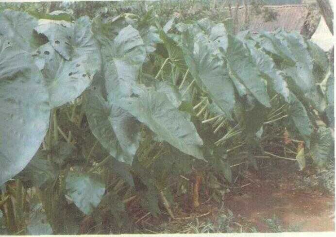 Talas / Keladi (Colocasia esculenta Schott)