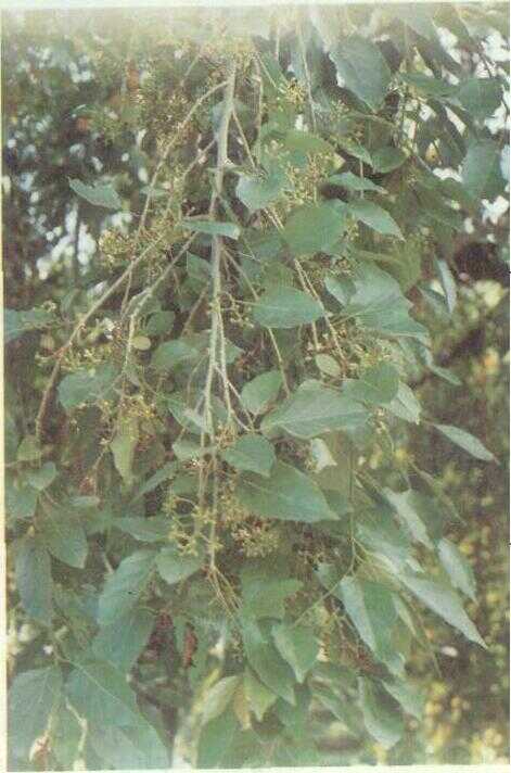Kendal (Cordia obliqua Auct.)
