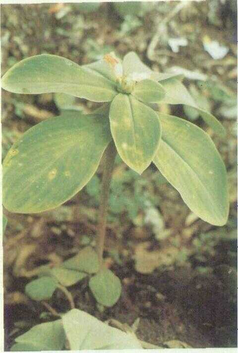 Pacing Hias (Costus malortieanus Wendl.)