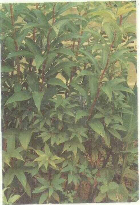 Pacing (Costus megalobrachtea K. Schum.)