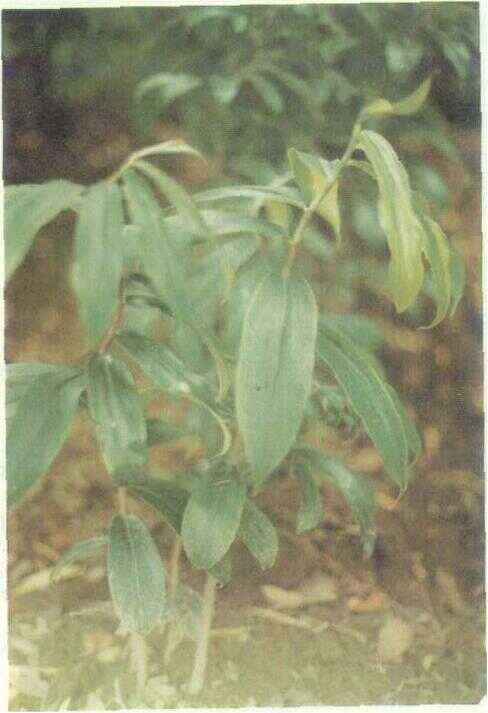 Pacing Spiral (Costus spiralis Rosc.)