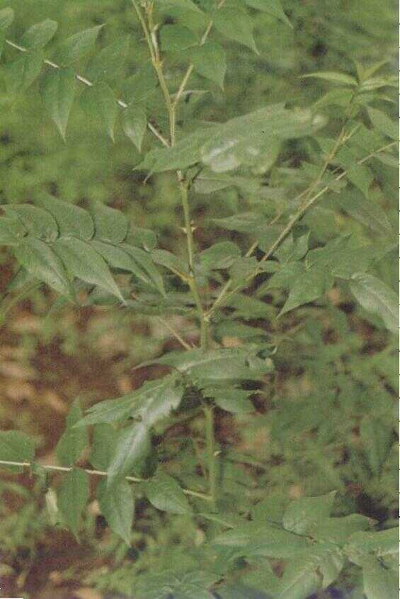 Ketepeng (Cassia tora L.)