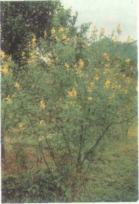 Orok-orok (Crotalaria anagyroides H. B. K.)