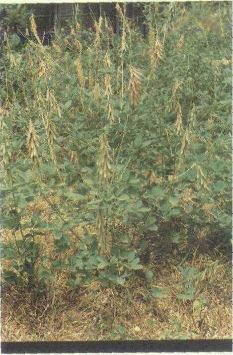 Orok-orok Sapi (Crotalaria striata DC.)
