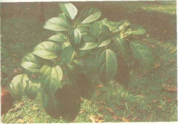 Cerakin / Cerme Hutan (Croton tiglium L.)