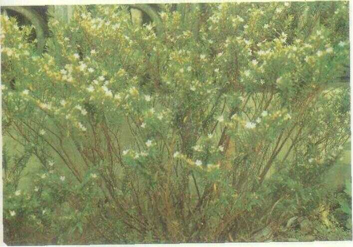 Taiwan Beauty (Cuphea hyssopifolia H. B. K.)
