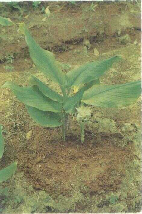 Temu Putih (Curcuma zedoaria (Berg.) Roscoe)