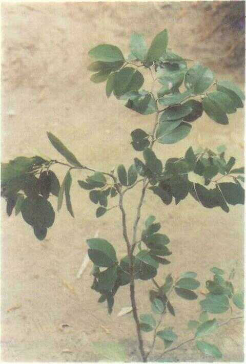 Namnam / Anjing-anjing (Cynometra cauliflora L.)