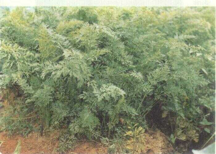Wortel (Daucus carota L.)