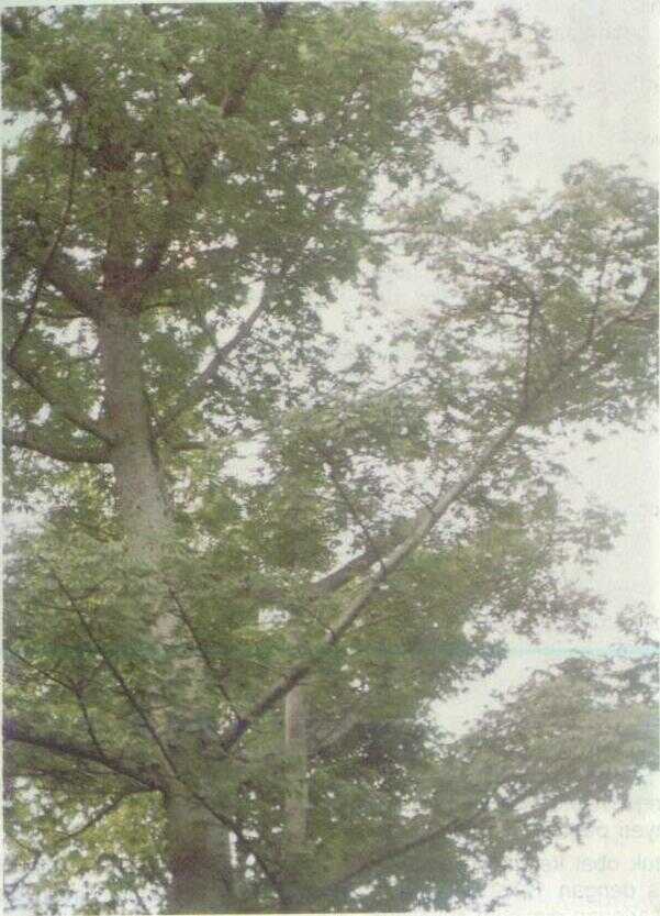 Randu (Ceiba pentandra Gaertn.)
