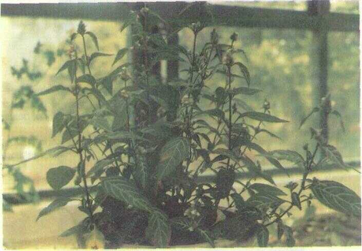Pinten (Dicliptera chinensis Ness.)