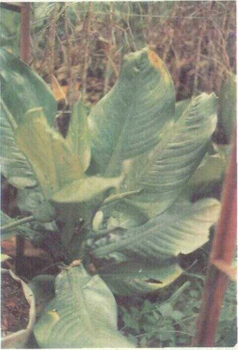 Sri Rejeki (Dieffenbachia seguine (Jacq.) Schott)