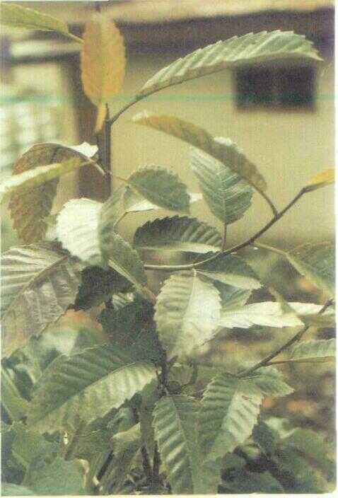Dillenia / Simpur (Dillenia philippinensis Rolfe.)
