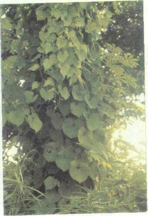 Gembolo / Uwi Klapa (Dioscorea bulbifera L.)