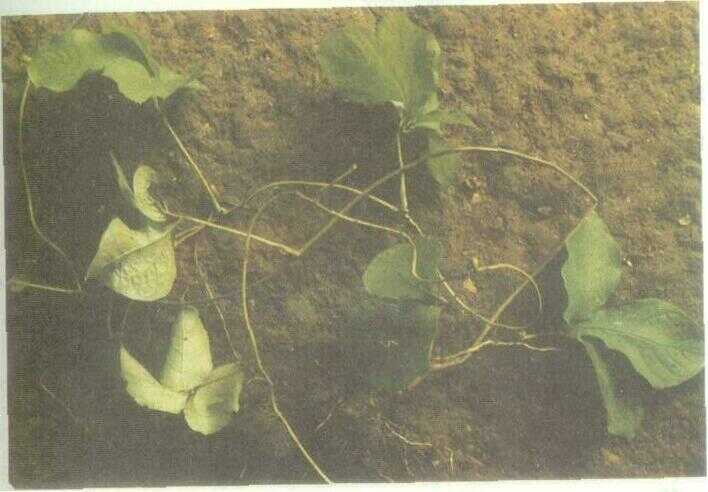 Katak Dewol / Huwi Dewata (Dioscorea pentaphylla L.)