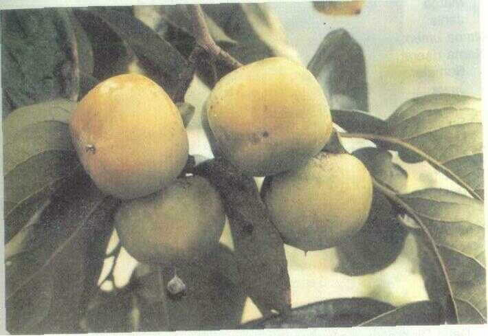 Kesemek (Diospyros kaki Thunb.)