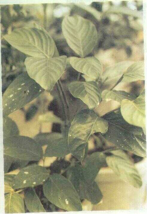 Bamban (Donax cannaeformis (G. Forst.) K. Schum.)