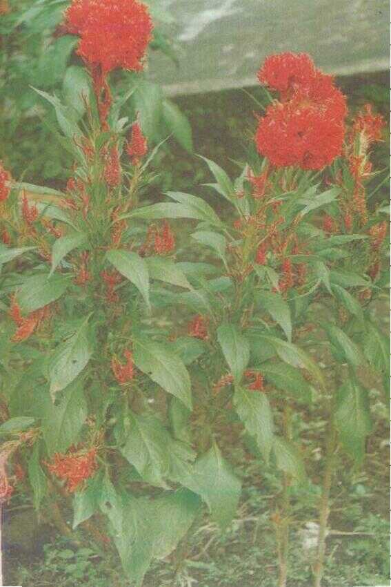 Jengger Ayam (Celosia cristata L.)