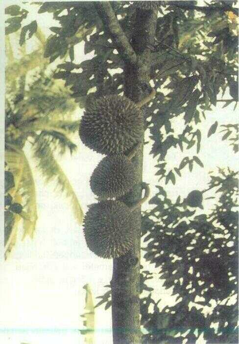 Durian (Durio zibethinus Murr.)