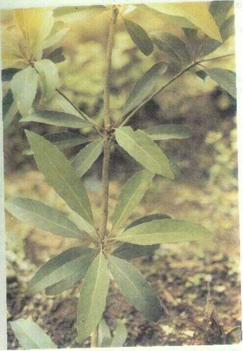 Anyang-anyang (Elaeocarpus grandiflora J. E. Smith)