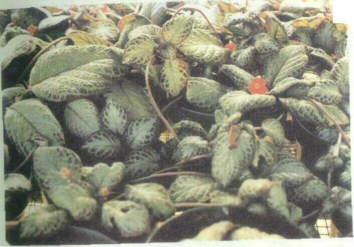 Daun Perak (Episcia reptans Mart.)