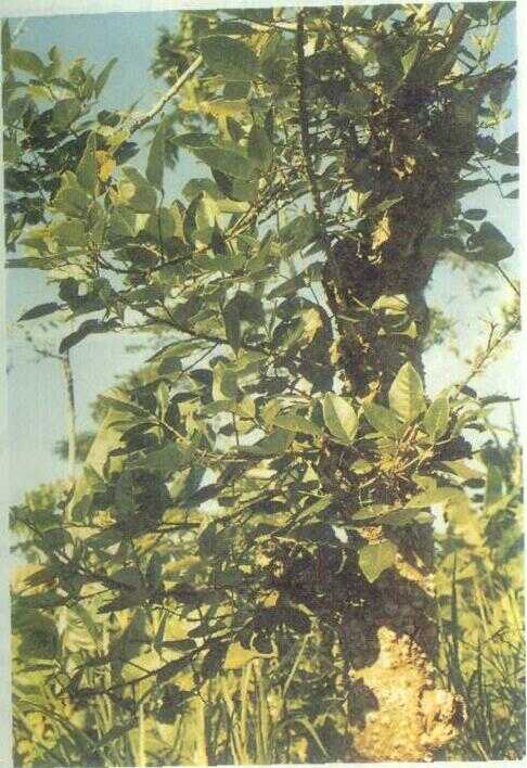 Cangkring (Erythrina fusca Lour.)