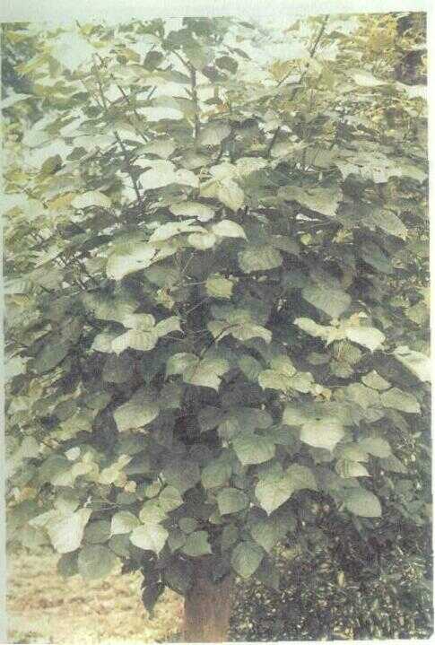 Dadap Serep (Erythrina lithosperma Miq.)