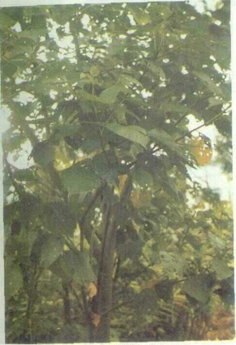 Dadap Bong (Erythrina microcarpa K. & V.)