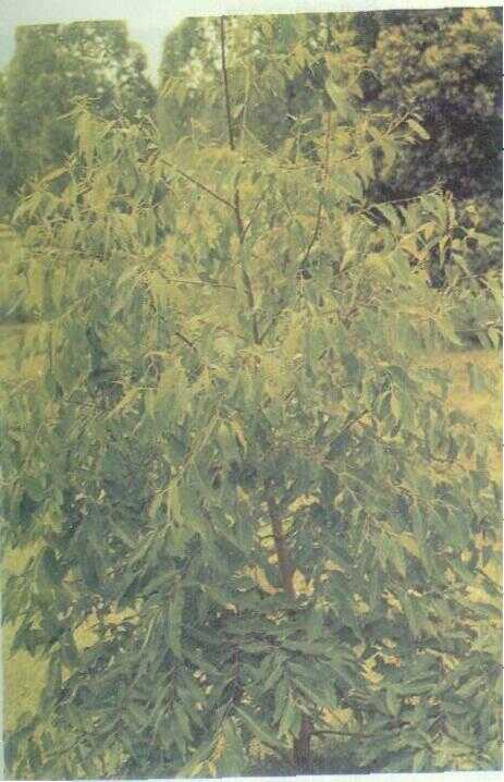 Kayu Putih (Eucalyptus umbellata Dum. Cours)
