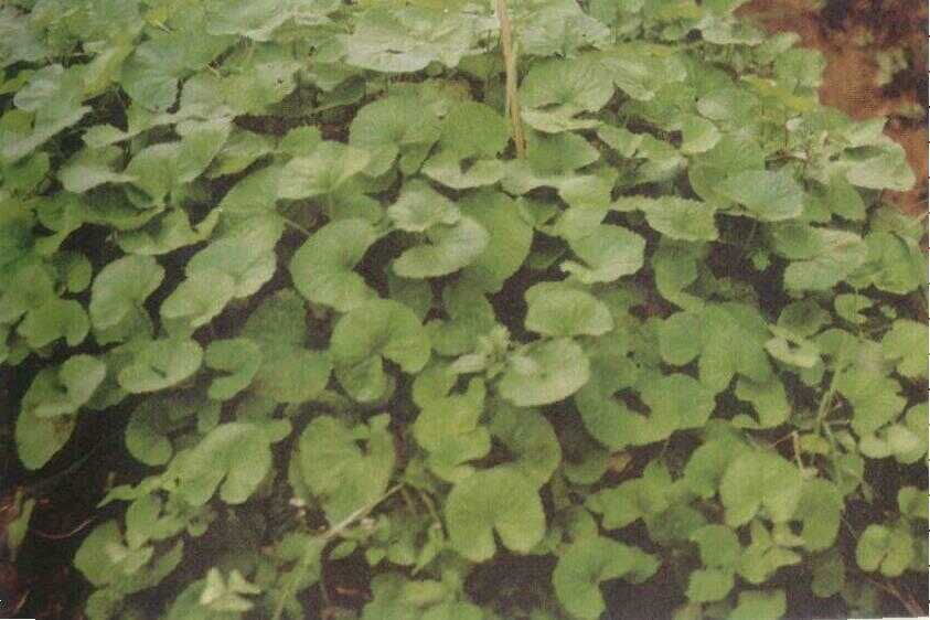 Pegagan / Kaki Kuda (Centella asiatica Urb.)