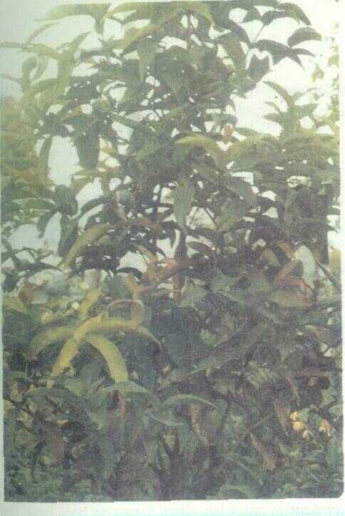 Jambu Air (Eugenia aquea Burm. f.)