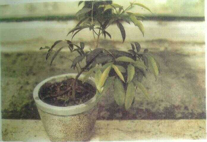 Jambu Mawar / Kraton (Eugenia jambos L.)