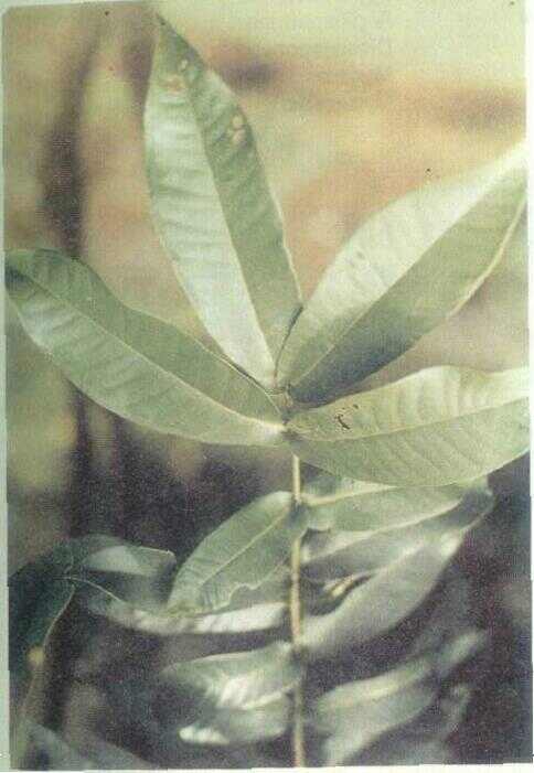 Gowok / Kupa (Eugenia polycephala Miq.)