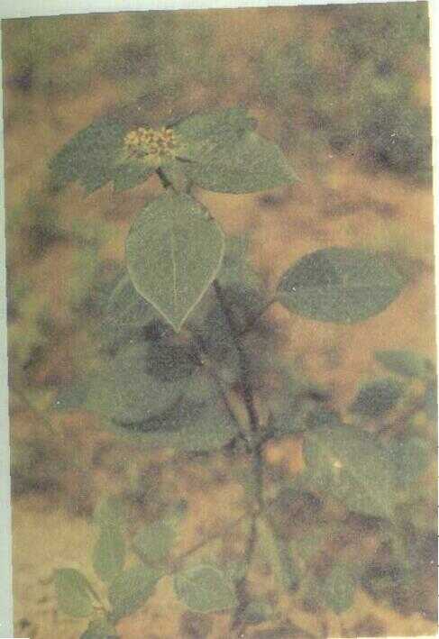 Kate Mas (Euphorbia heterophylla L.)
