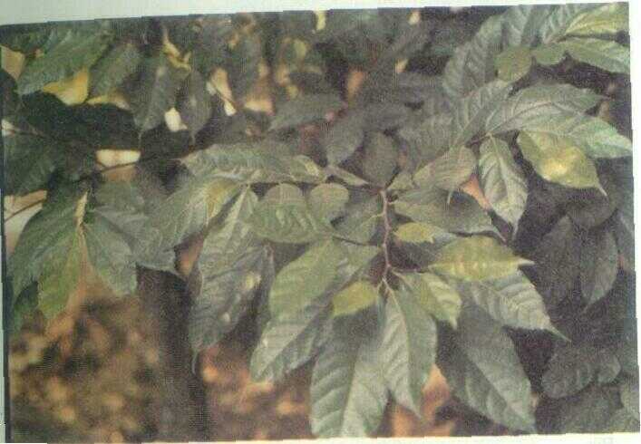 Rampelas / Ampelas (Ficus ampelas Burm. f.)