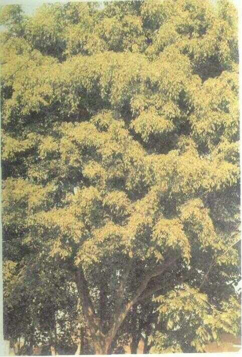 Beringin (Ficus benjamina L.)